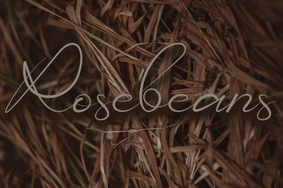 Rosebean: A Delicate Script Font for Thoughtful Branding